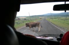 Cows in the middle of the road